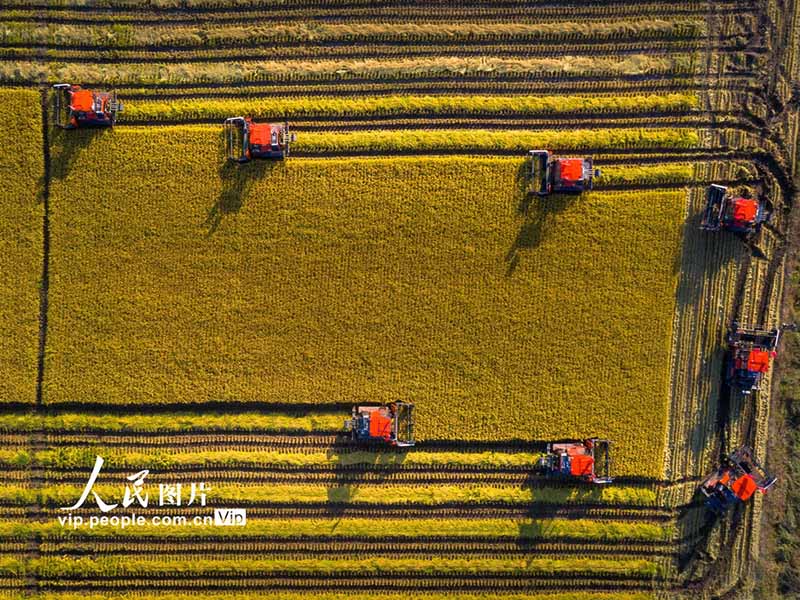 Eneo la Shamba kubwa la Beidahuang mkoani Heilongjiang: mpunga wa maji uliokomaa  wafungua msimu wa mavuno wa majira ya mpukutiko