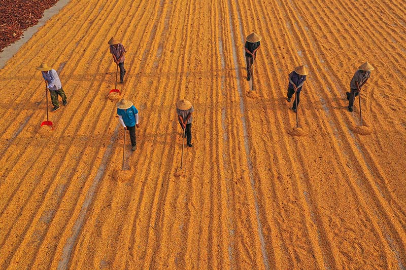 Rongcheng, Shandong: Pilikapilika za kuvuna mazao  katika majira ya mpukutiko kwenye shamba na uwanja wa kuanika mazao