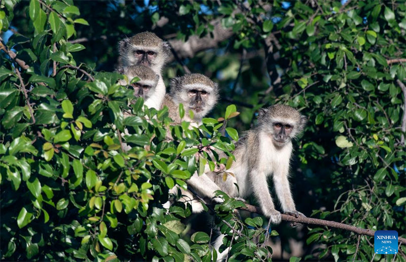 Katika picha: Mbuga ya Taifa ya Bwabwata ya Namibia