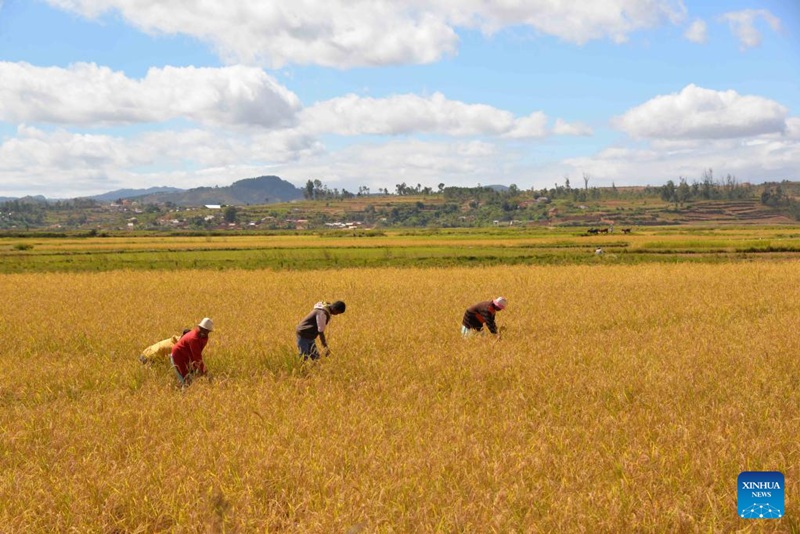 Tarehe 8, Mei, 2024, wakulima wakivuna mpunga kwenye shamba la kielelezo cha mpunga chotara wenye mazao makubwa huko Mahitsy, Madagascar.