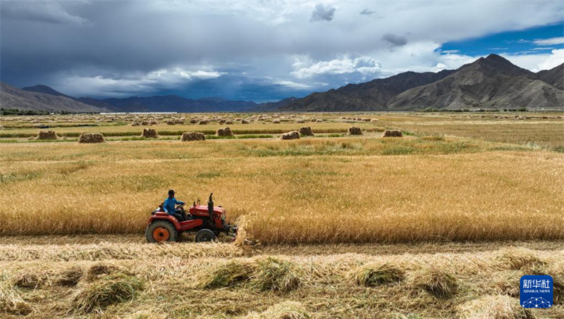 Ghala la Nafaka la Xizang Lakaribisha Mavuno Mazuri