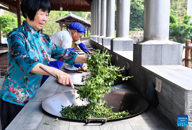 Utengenezaji na upandaji chai ya Liubao, waleta ustawi Mjini Wuzhou, Kusini mwa China