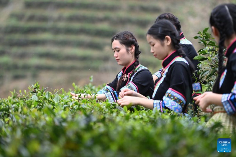 Utengenezaji na upandaji chai ya Liubao, waleta ustawi Mjini Wuzhou, Kusini mwa China